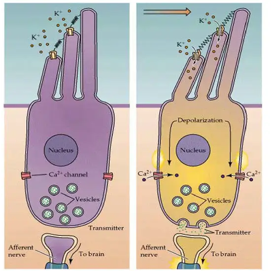 connexin 26 mutation detection test